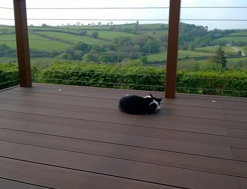 Timber Decking or Paving – Which Suits a Lancashire Garden