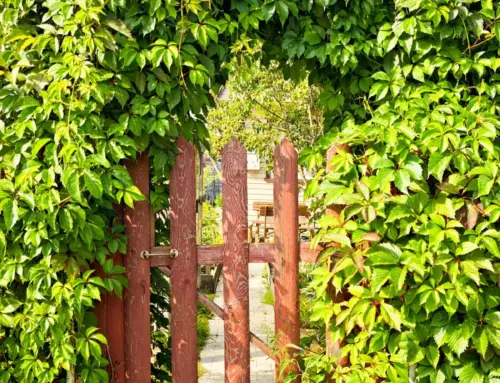 Preparing Your Garden for Spring Improvements