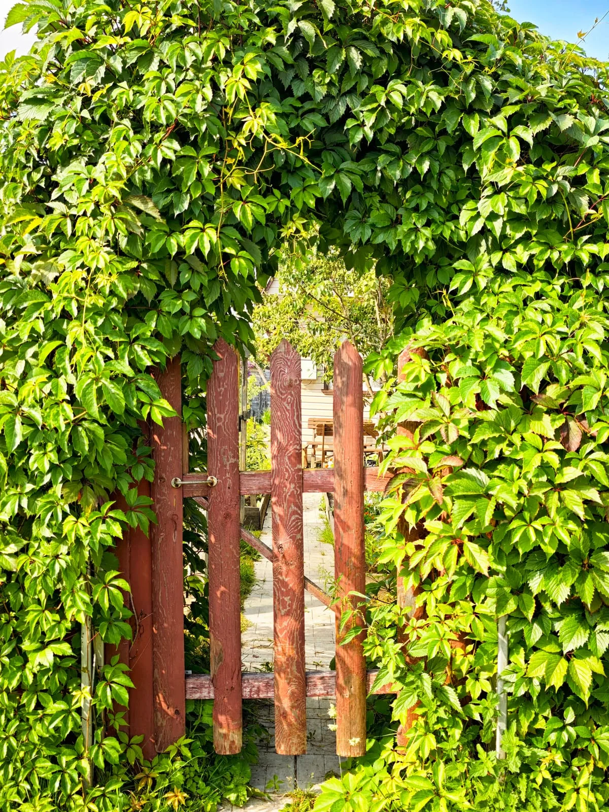 99910622_charming-wooden-gate-covered-with-green-vines-in-a-lush-garden-during-sunny-day | Empress Fencing Clitheroe Lancashire Spring Improvements