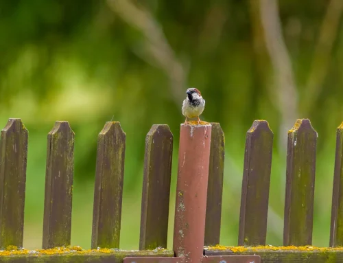 Common Fence Repairs After Winter and How to Fix Them