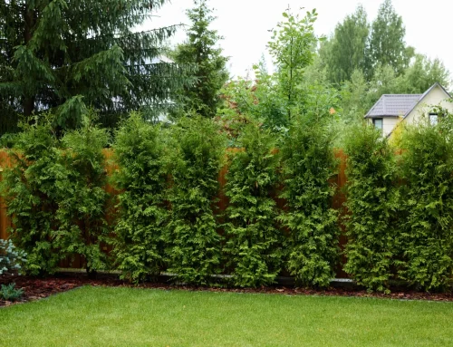 Garden Privacy Ideas Using Fence Panels