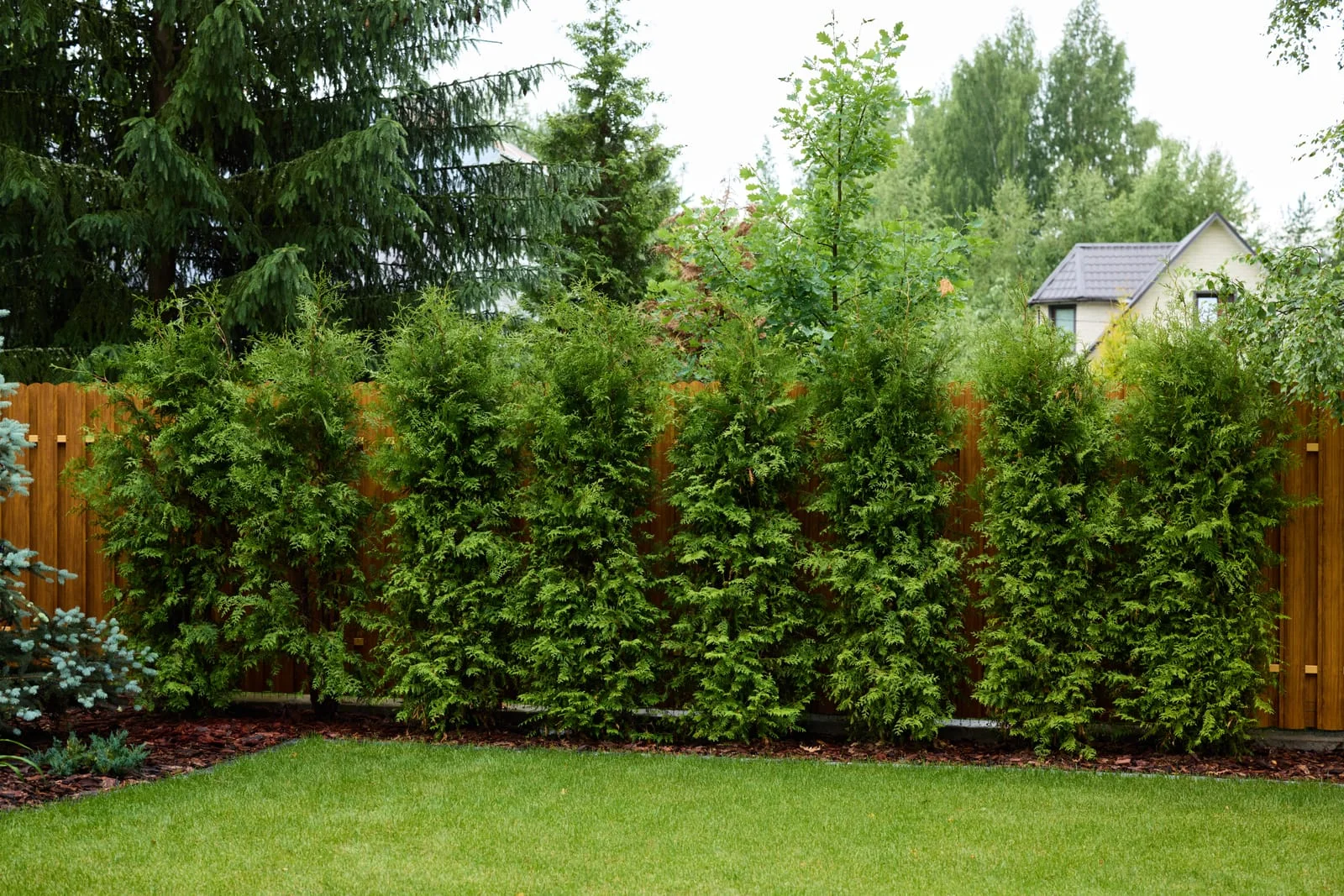 63356594_a-beautiful-and-lush-green-hedge-serves-as-a-privacy-fence-in-a-lovely-residential-garden | Empress Fencing Clitheroe Lancashire Garden Privacy