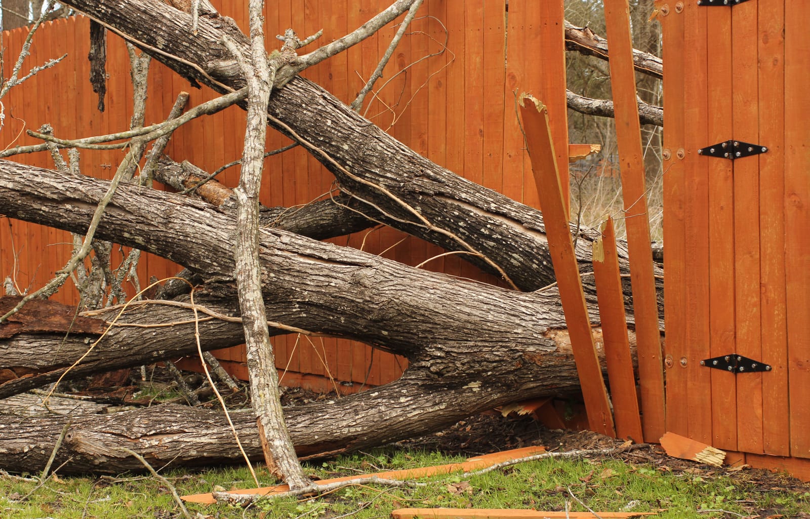 Storm Boelo Fence Damage - Fallen Tree | Empress Fencing Clitheroe Lancashire Wooden garden fence smashed by a fallen tree after Storm Boelo high winds